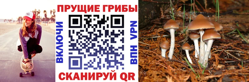 Псилоцибиновые грибы Cubensis  Краснокамск 